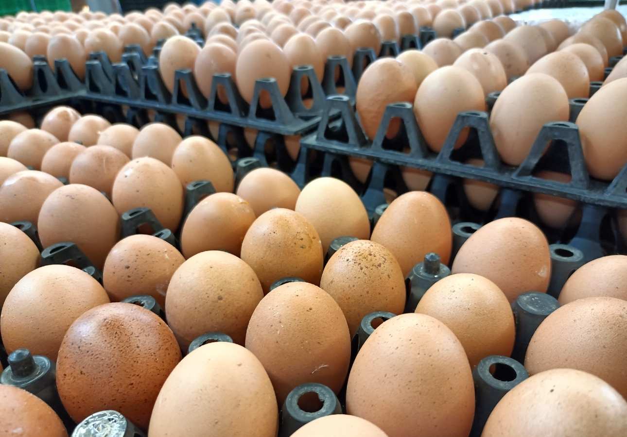 wymagania-haccp-dla-gastronomii-2026